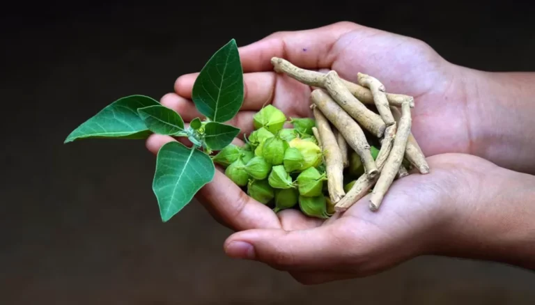 How to browse ashwagandha products for stress relief and better sleep